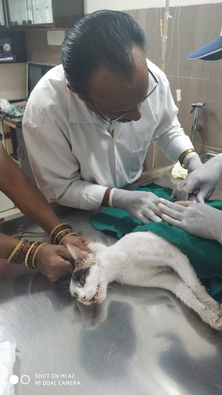 Sarvadnya Pet Care Unit veterinary clinic, Pune